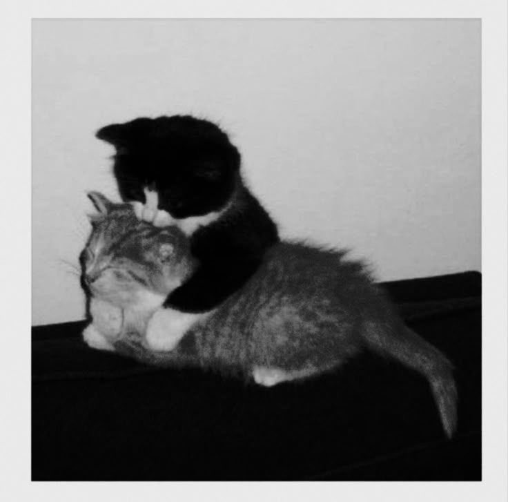 Day (@darkeloji) on Twitter photo 