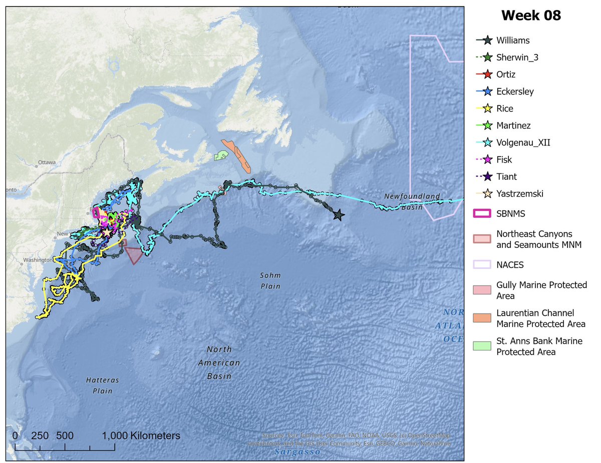 NOAA Stellwagen Bank NMS tweet media