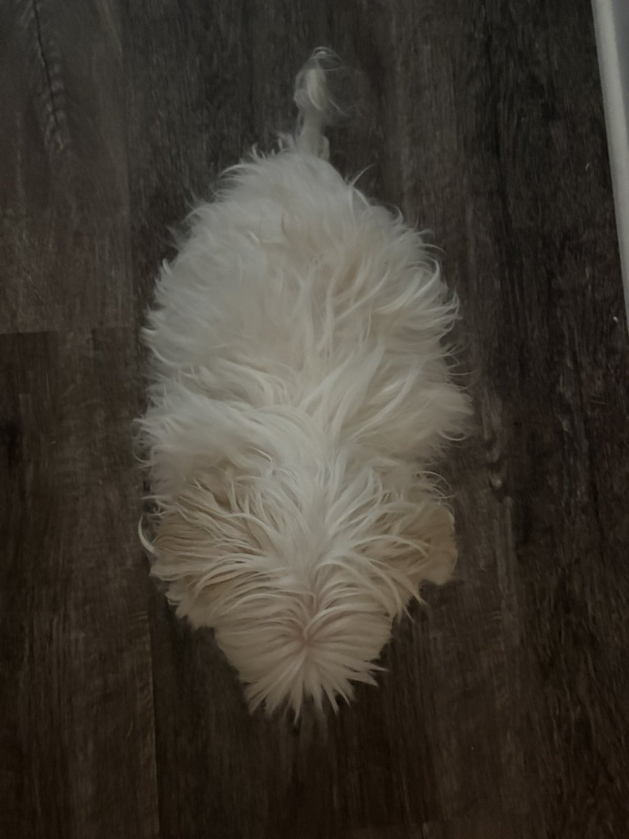 🦷🪰 (@kittycatjumping) on Twitter photo 