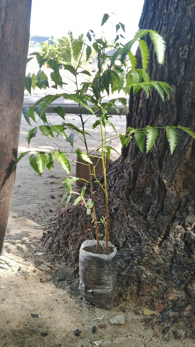 Plant tree to better living tomorrow indeed we build community through the plants and stop cutting trees in the community 

As Lake Chad climate justice youth followship I was advocating for change <a href="/DEANinitiative/">DEANinitiative</a> <a href="/ClimateReality/">Climate Reality</a>