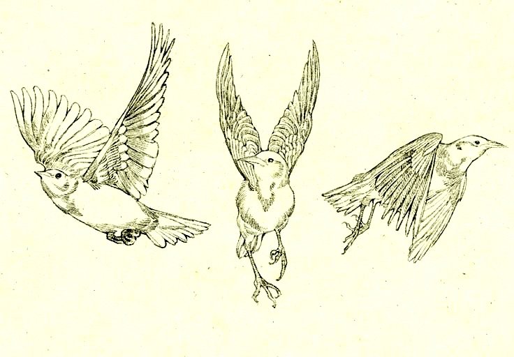 ⚜️Sparrow⚜️ tweet media