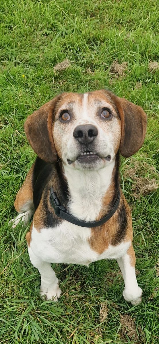 GalwaySPCA's tweet photo. Sampras is our 3/4 year old Beagle Gent who is looking for his forever home 

A boy who likes his walks, a game of fetch but also likes his snuggles

He travels well, is housetrained and affectionate 

He will need a fully secure garden

More info https://t.co/pHV6SQ2B0h https://t.co/aol48Py7Ms