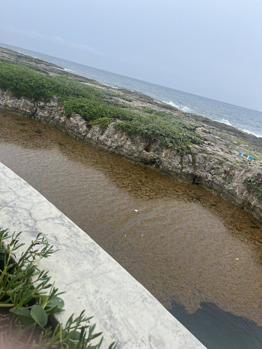 CameronAndrews4's tweet photo. In Cancun and there’s tons of seaweed. @Katiemoneygrabz what do you know about this? https://t.co/UIWphJYBi6