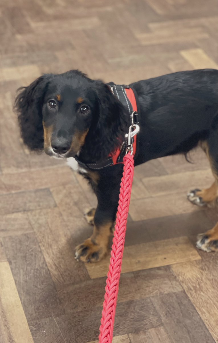 🐾 We are paw-sitively delighted to welcome our newest young member Nye, who’s joining us for his first CLP meeting tonight 🐶🌹