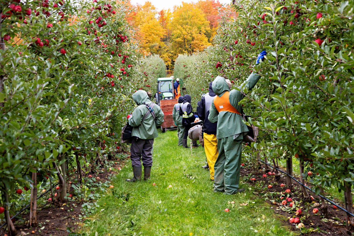 News release: Positive changes improve experience for seasonal and temporary farm workers in Ontario

READ MORE: ofvga.org/news-releases/…