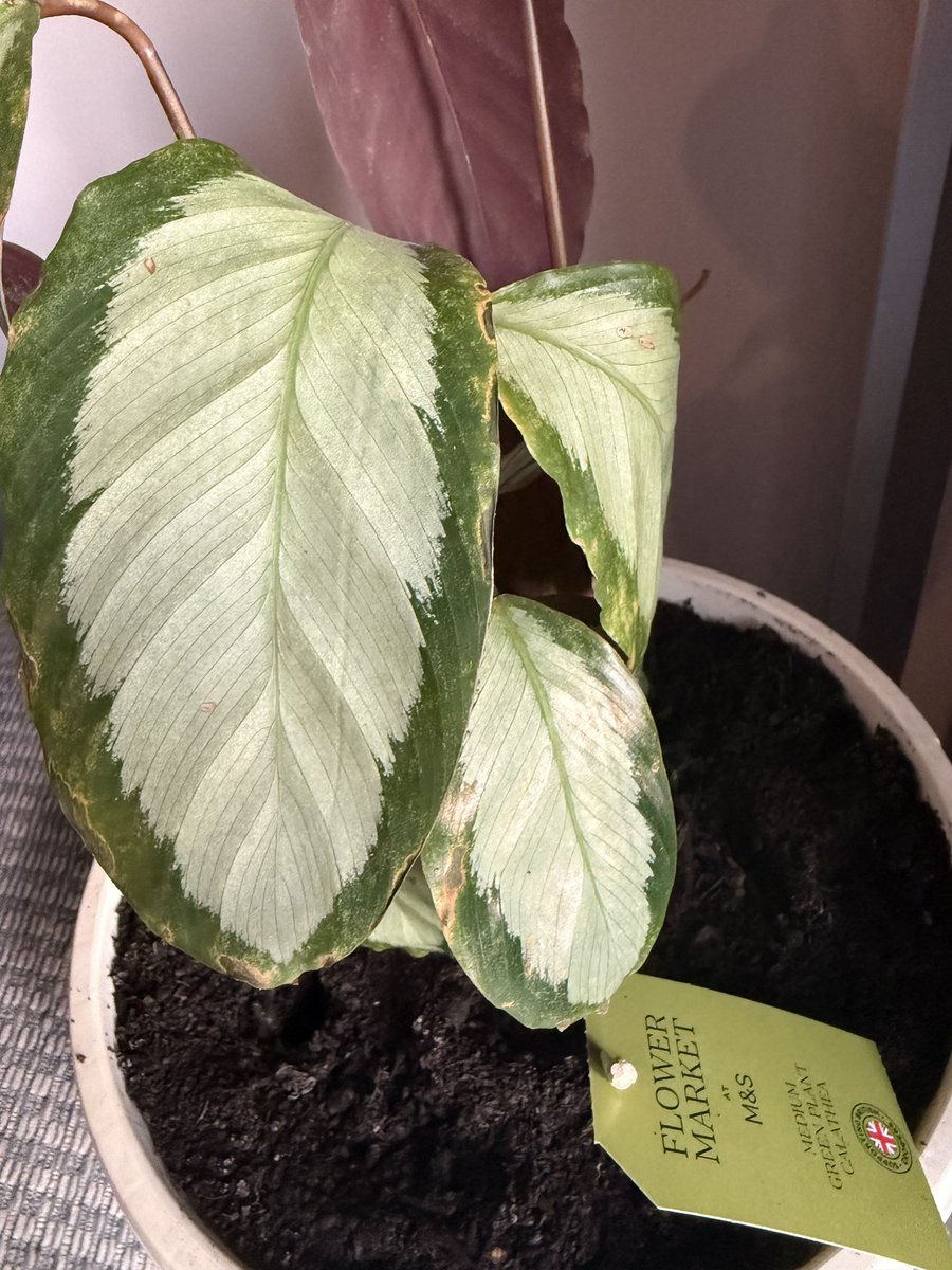 Help. I was bought a plant and every day I come home and the leaves are all curled in but in the morning, it’s fine again. There are brown spots on the leaves so wonder if it has root rot? <a href="/Love_plants/">Plantlife</a> #plants #calathea
