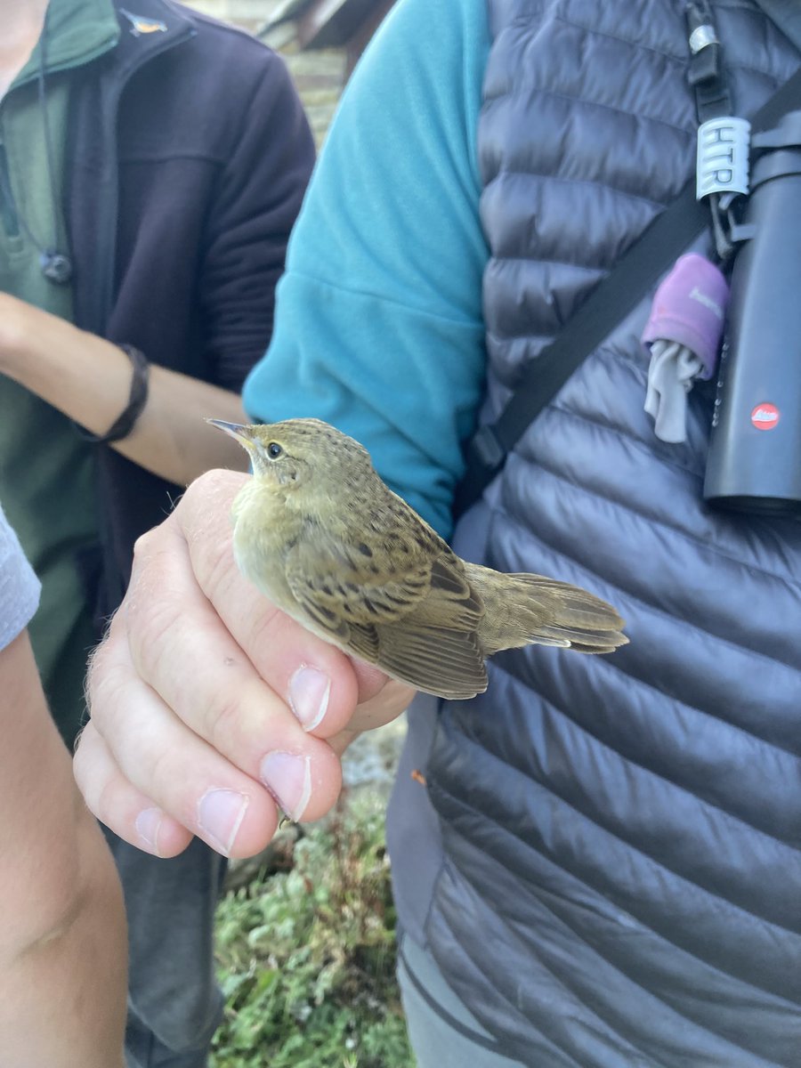 alpine_swift_'s tweet image. Great day on @NRonBirdObs.

Highlights being 4 Taiga Bean Geese found by Maddy, Arctic Warbler still, Black Redstart, Lapland Bunting, Barred Warbler, Redstart, Grasshopper Warbler and my first Fieldfare of the autumn.