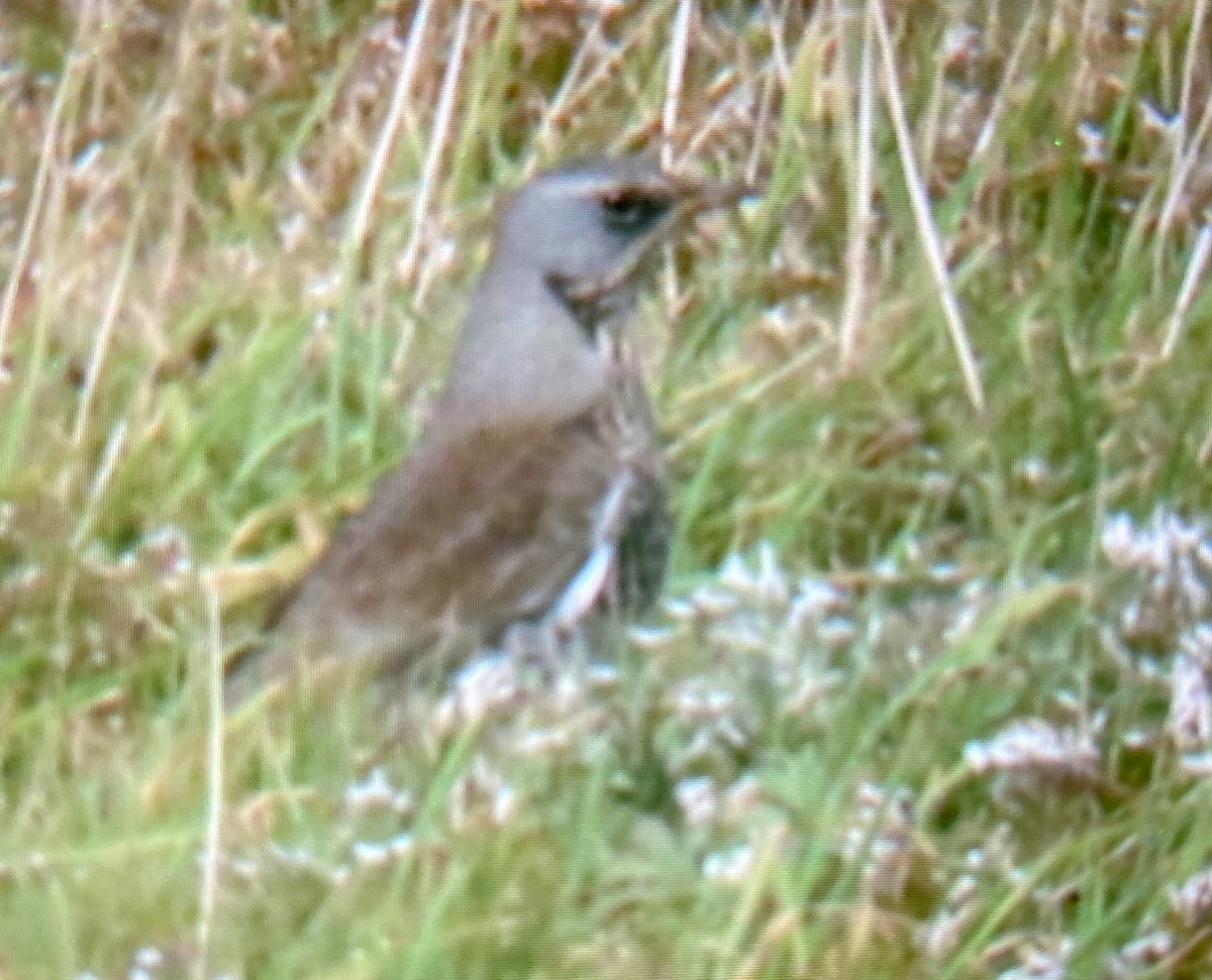 alpine_swift_'s tweet image. Great day on @NRonBirdObs.

Highlights being 4 Taiga Bean Geese found by Maddy, Arctic Warbler still, Black Redstart, Lapland Bunting, Barred Warbler, Redstart, Grasshopper Warbler and my first Fieldfare of the autumn.