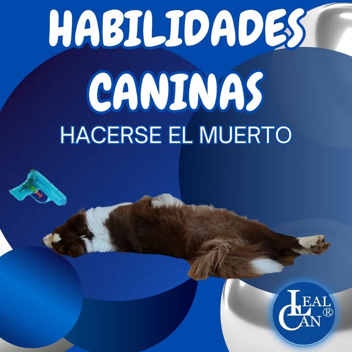 🐾Habilidades caninas.🐾💙
En este vídeo os mostraremos, paso a paso,  cómo enseñar a vuestro perro a hacer el muerto. 😉

✅ Recordad que cada perro aprende a su propio ritmo. ¡Disfrutad ambos del proceso! 🤗

📌 Enlace del vídeo.↙️ 
youtu.be/oP9fFAPp9go?si…

#LealCan #perros
