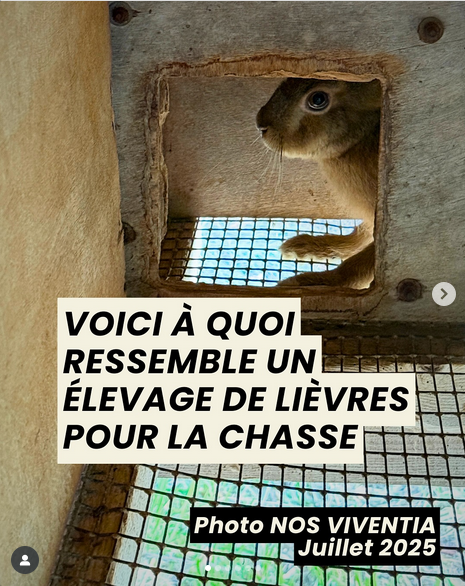 ChasseAbolition's tweet photo. « Les chasseurs régulent la faune sauvage » 🤡

Photos issues de notre enquête en cours sur un élevage de lièvres pour la chasse situé dans le sud de la France

https://t.co/DZJ9zATHyN https://t.co/MF4OpDeAFp
