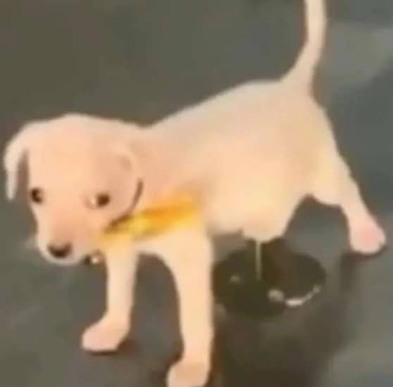 Yo cuando mi celular empieza a sonar como loco con la alarma del el simulacro