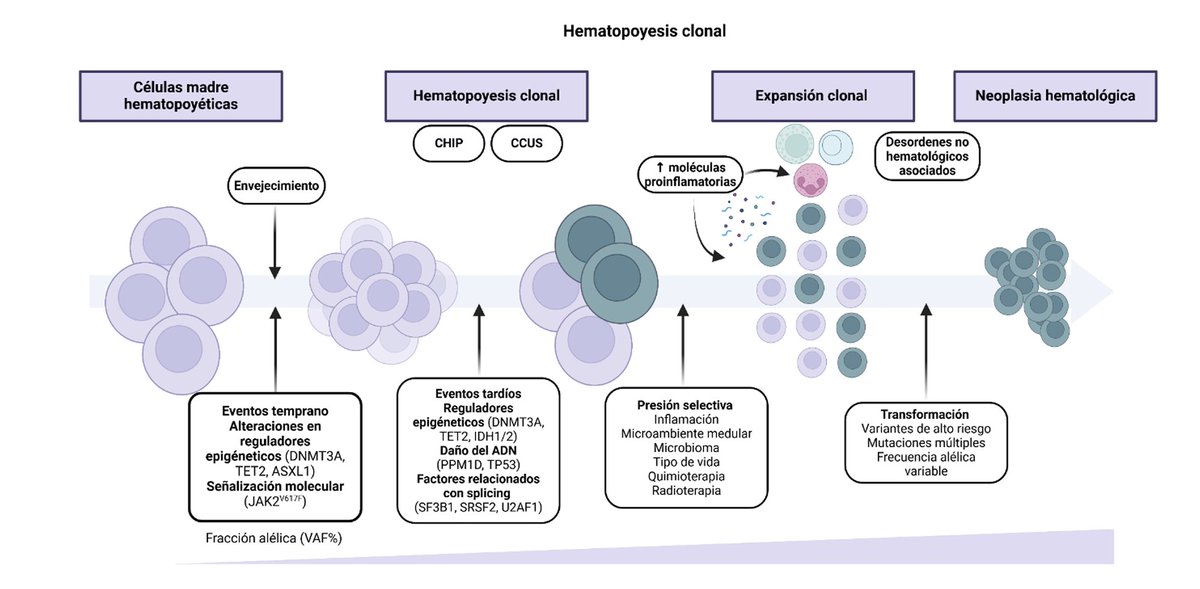 El rol de la hematopoyesis clonal en enfermedades neoplásicas y no neoplásicas: Implicaciones diagnósticas y manejo en la era de la medicina de precisión - Grupo de Leucemia, Linfoma y Mieloma CTIC. Paola Omaña et al. <a href="/PaolaOmana/">Paola Omaña Orduz</a> <a href="/InvestigaCTIC/">Investigación CTIC</a> <a href="/JuanMAnayaC/">Juan-Manuel Anaya</a> <a href="/ANM_Colombia/">Academia Nacional de Medicina</a>