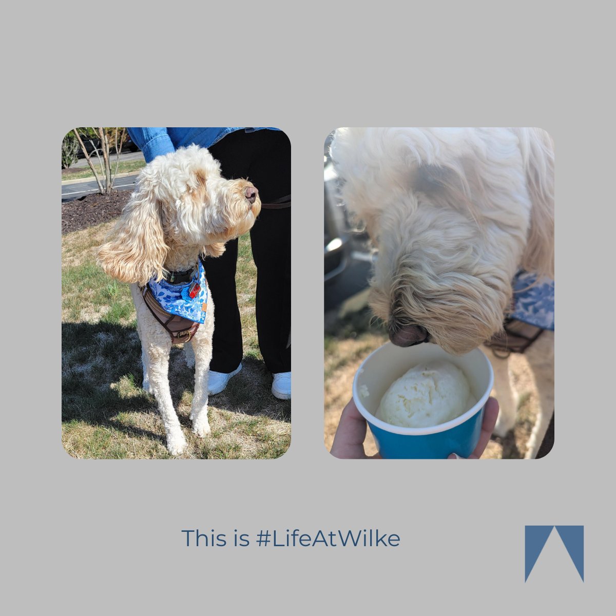 The small moments—a quick hello, a shared laugh, and a few very good dogs—are where our culture shines. Grateful for a team that shows up for one another and for Salty Paws Company.
#LifeAtWilke #FirmCulture #WilkeCPAs