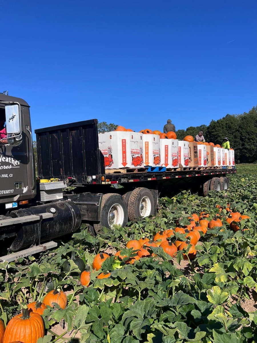 From field to market these pumpkins are thriving! 🌱 Thanks to the power of KSC, FERTIACTYL GZ, and TimaUp, this grower saw strong plants, vibrant color, and an abundant harvest!

#Farming #Agriculture #PumpkinGrower