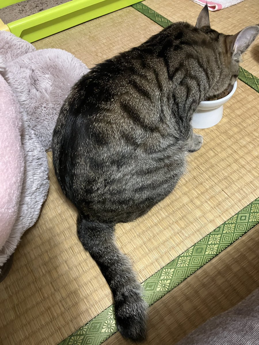 人間は今日から明日まで信州に行くため猫ちゃんたちに謝ってる（ひとりは撫でを要求し、ひとりは飯を食うのである
