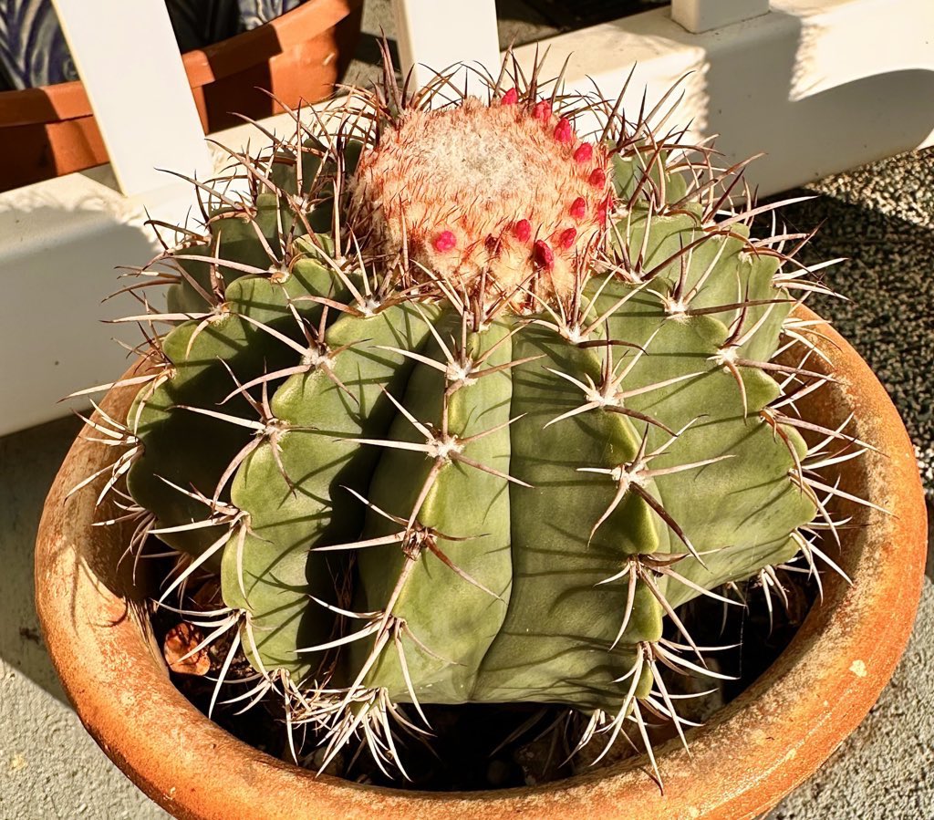 MusicCityArts's tweet photo. Do #cactuses bloom in #Tennessee. Actually, yes. One of mine (only two years old) is blooming for the first time. It loves the morning sun. #ChuckWhiting #ChucksDiary #MusicCityArts https://t.co/ozskK1MZVU
