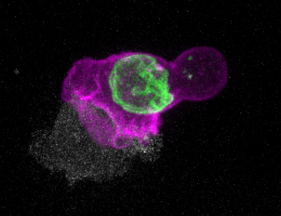 Science Immunology tweet media