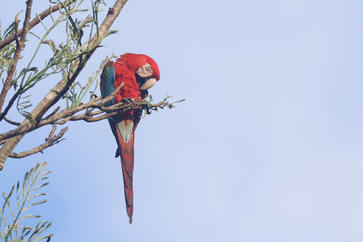 Ben Collins-Smith tweet media