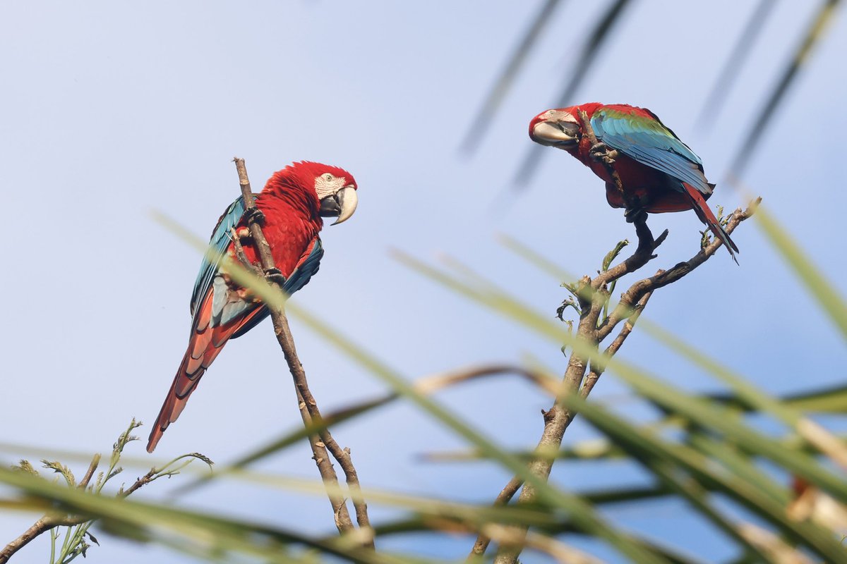 Ben Collins-Smith tweet media