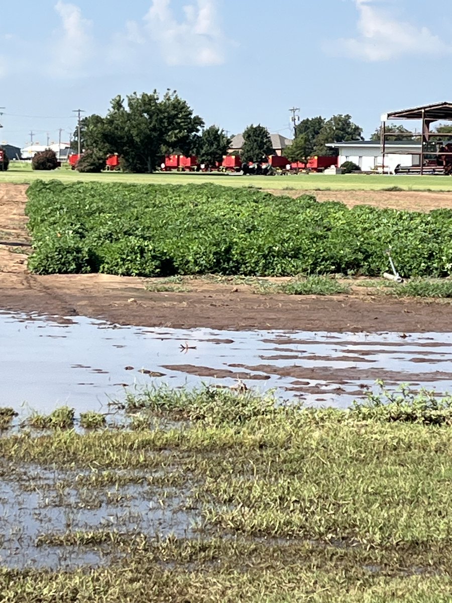 Thriving organic peanut fields 🌱➡️ the future of Texas farming. Vernon Center research in action. #TexasPeanuts #OrganicResearch #FarmStrong