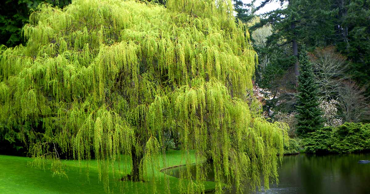 Gardeners_Path_'s tweet image. When and How to Prune a Weeping Willow - A weeping willow is a majestically arching landscape tree that benefits from careful pruning. Learn about when and how to prune these trees on Gardener's Path. #pruning #landscapetree #gardeningtips gardenerspath.com/plants/landsca…