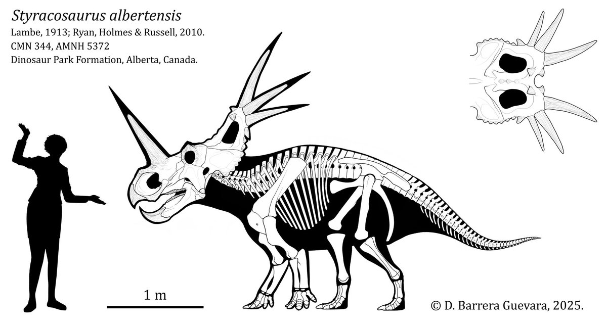 Styracosaurus albertensis

Skeletal Diagram

Lambe, 1913; Ryan, Holmes &amp; Russell, 2010.

CMN 344, AMNH 5372

Dinosaur Park Formation, Alberta, Canada.