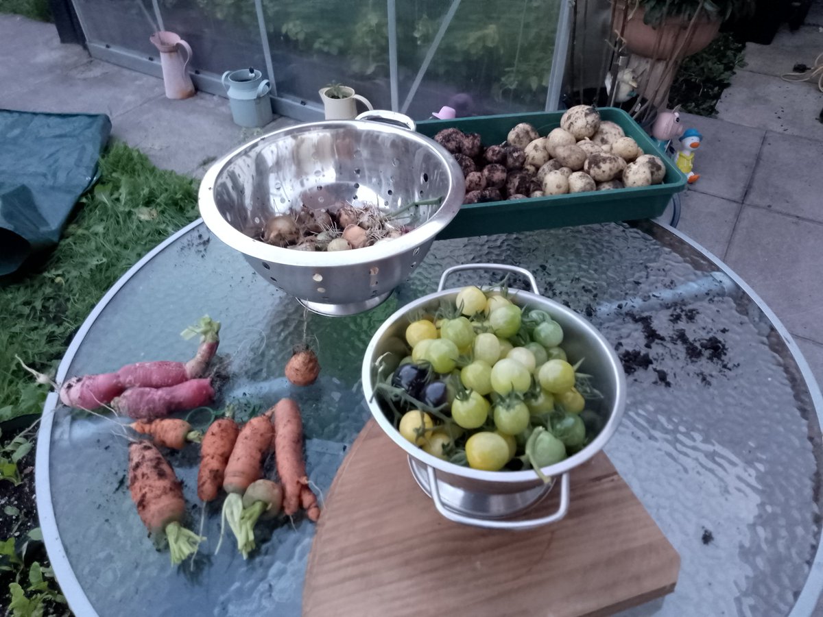 Been having a sort out in garden today as it wasn't raining, loads still to harvest on weekend, half the tomato plants finished and composted. Nice lot of potatoes pulled, last of onions and few carrots for a neighbour even found radish hiding under flowers.