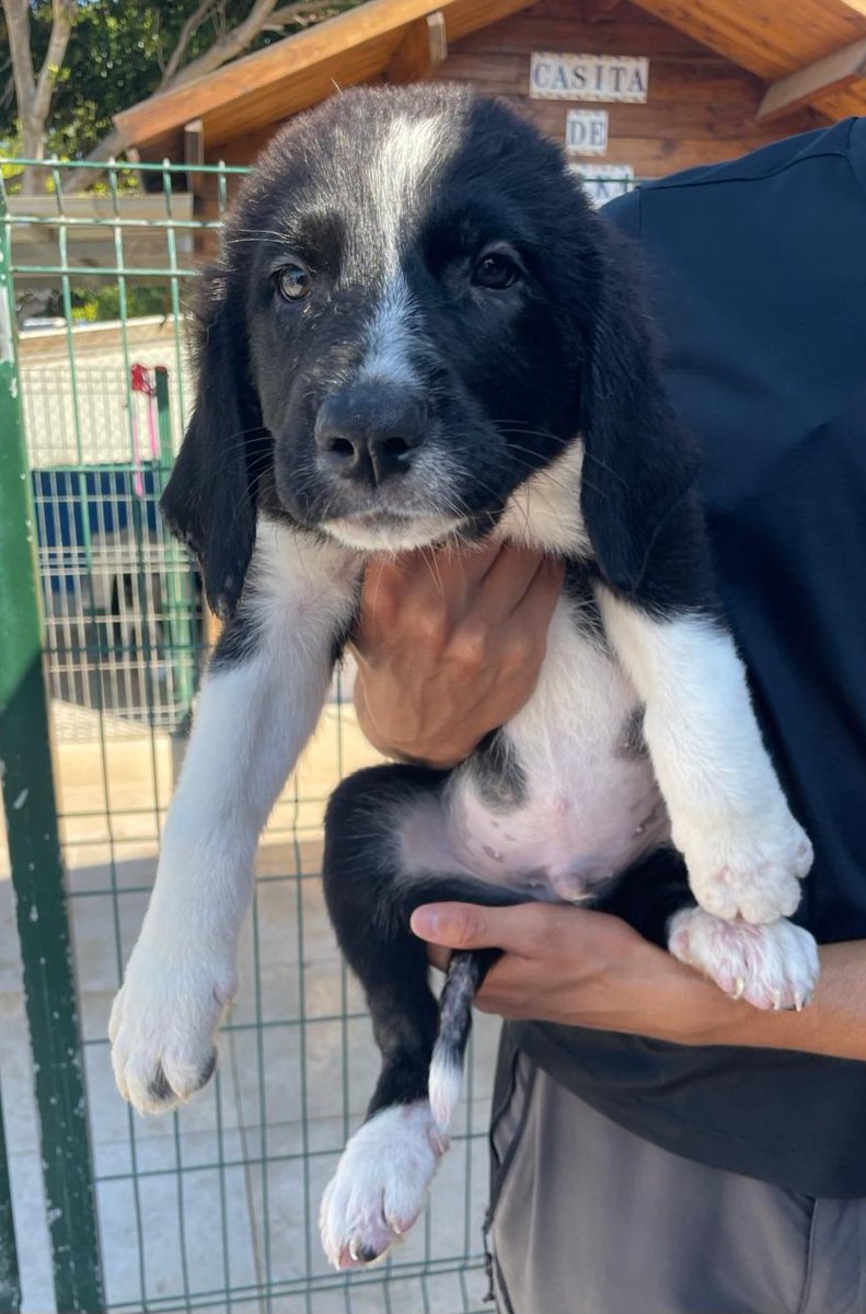 Mientras todos buscan adoptar perritos de menos de 8 kgs a nosotros nos siguen llegando abandonos de grandullones como Maverick.
Precioso, divino tumbado delante del sofá. Verdad?
Pues venid a La Nucía a conocerle