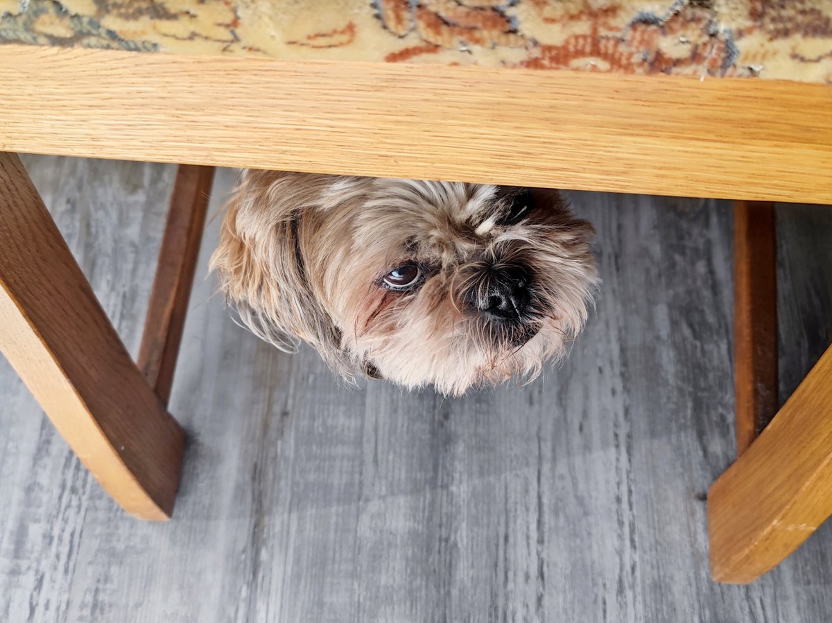 TeufelzWerk's tweet image. Nabend.
Heute Mittag beim Kochen schleicht Dexter Controletti aus dem Hinterhalt hervor 🤣😎

#cooking #Dexter #controller