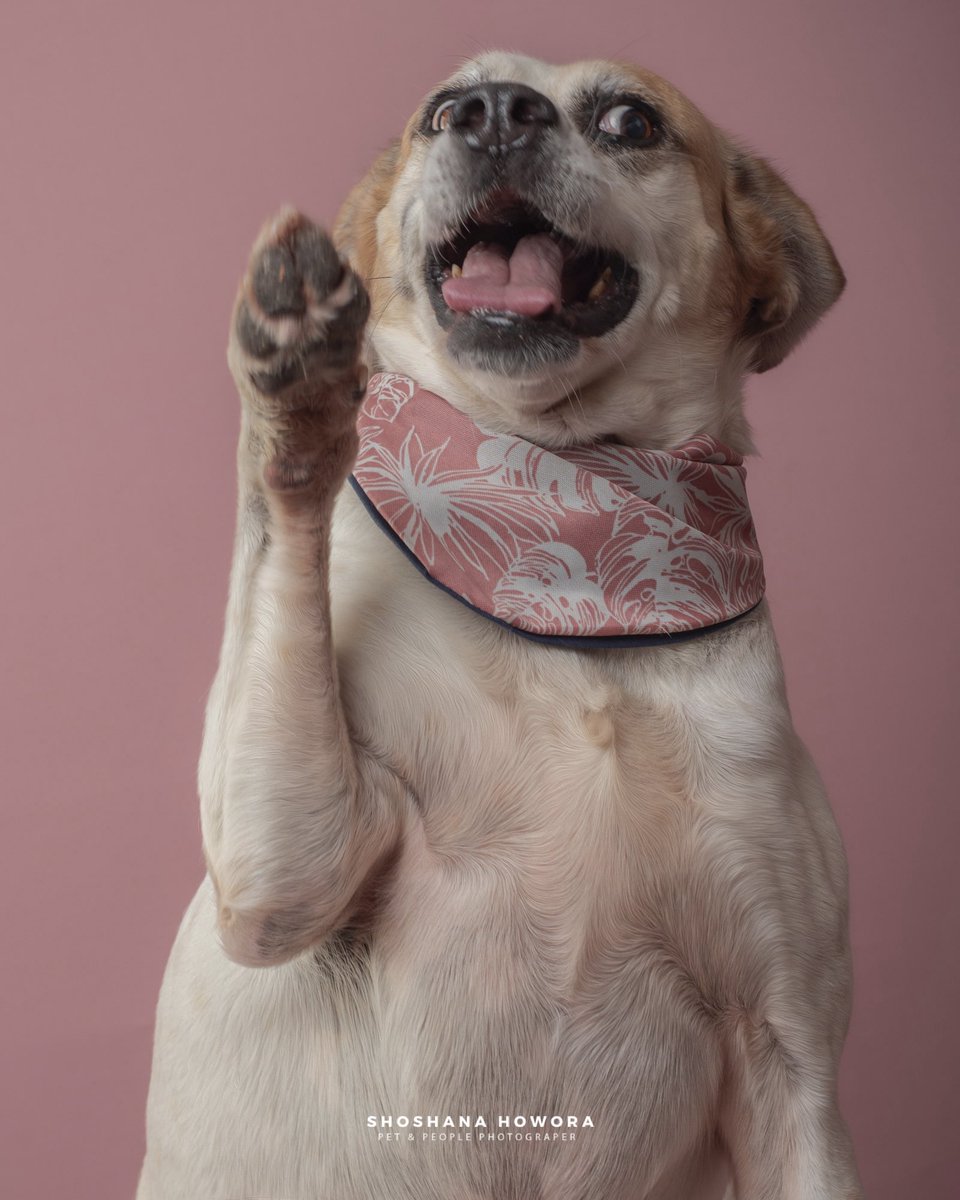Cuánto tiempo tiene que pasar para que Duke reciba al menos 1 solicitud de adopción? Lo están dejando vivir en el refugio sin saber lo que se están perdiendo al no elegirlo😞como pueden ver es un perrito lleno de amor y nunca le falta su sonrisa🥰cada que te ve le dan zoomies y