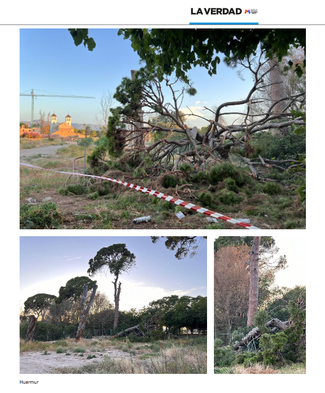 Lo que está pasando con los pinos centenarios de Churra en la huerta de #Murcia es una auténtica desvergüenza. ¿Dónde está el ayuntamiento y la consejería de Medio Amiente?  Estos monumentos naturales están protegidos por la ley #PatrimurSOS #Murcia1200 

laverdad.es/murcia/despren…