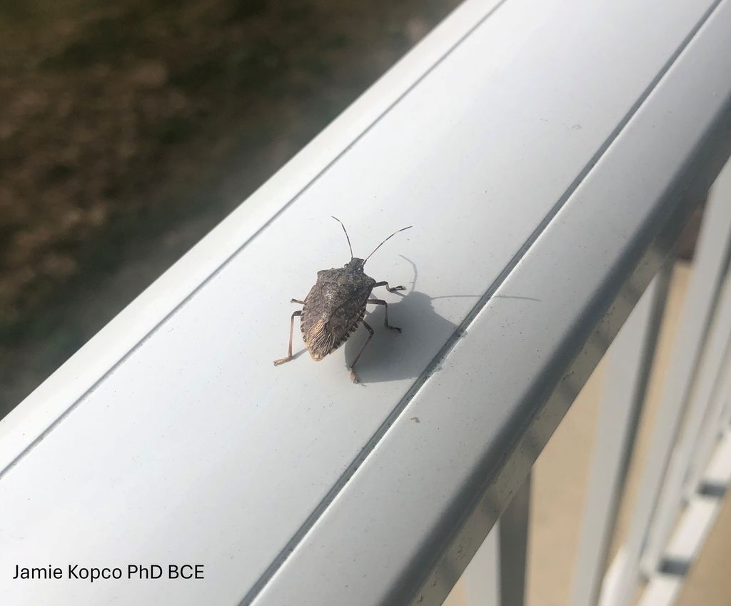 Seasonal home invaders like stink bugs, seed bugs, boxelder bugs, and Asian lady beetles have begun to migrate to winter refuges, including buildings. Keep them out by sealing up places they use to enter or by hiring a pest control company to treat potential entry points.