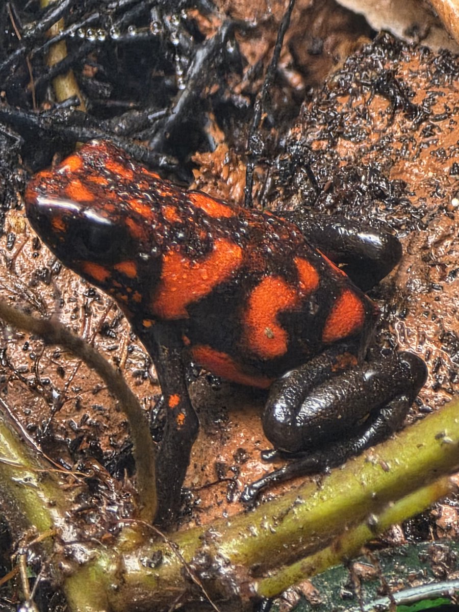 DartDen's tweet photo. Oophaga sylvatica Puerto Quito F2 old line Wikiri https://t.co/m7Aec9DTOW