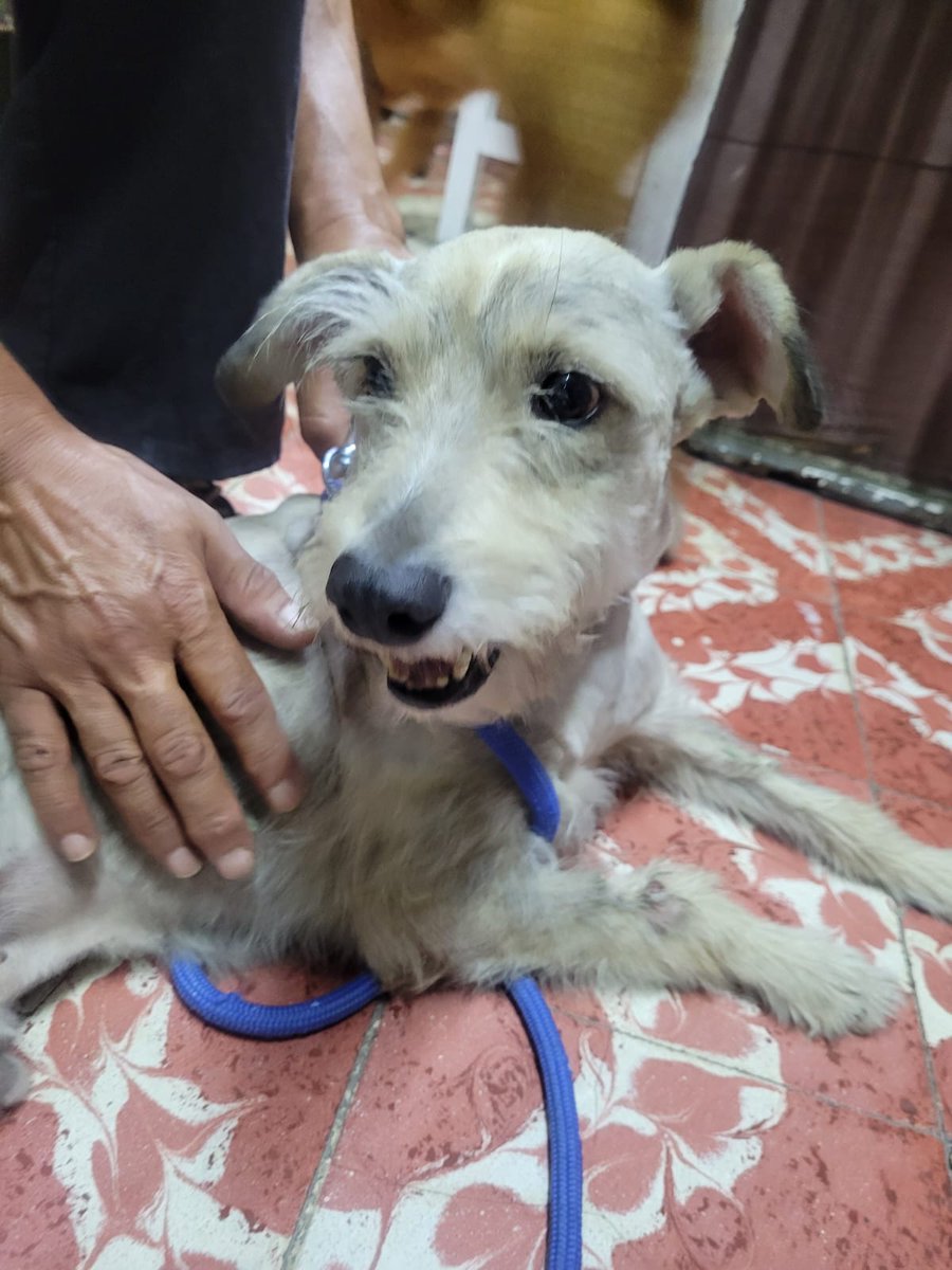 VIBRAmascotas's tweet photo. Flaquito hermoso en adopción responsable 
Talla chica , amigable con perros, gatos , niños
Protocolo de salud completo 
Urge un hogar para el por favor 🙏🏼 
Wats 5548724347 https://t.co/mxE3fKYxZB