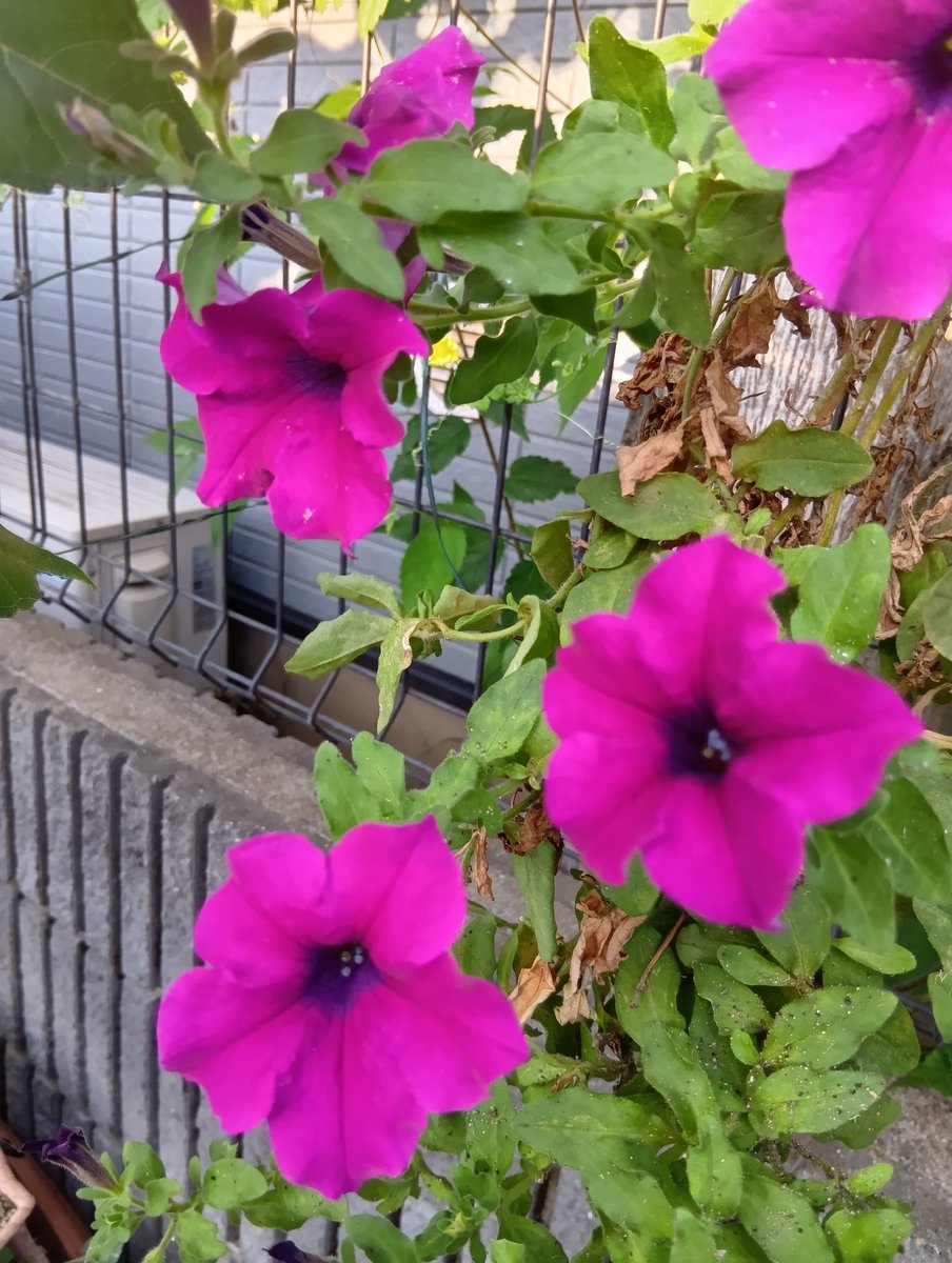 今日の手洗いも、百人一首から、相模さんとともに

うらみわび
ほさぬ袖だに
あるものを
恋にくちなむ
名こそ惜しけれ

おはようございます
今日を佳い日に出来ますように🤗

彼岸に入りましたね
彼岸花に会えるスポット訪ねてみよう