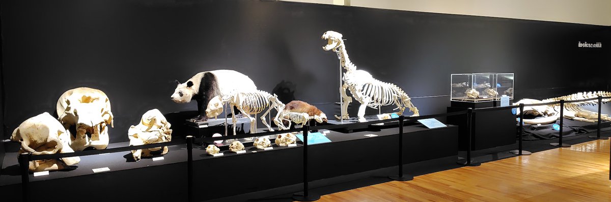 KMNH_kitakyushu's tweet photo. いのちのたび博物館2025年夏の特別展 #Bones2 もあと2日となりました。パンダのリンリンの剥製と骨格の比較もぜひBones2でご覧ください。R7/9/23まで。https://t.co/GeJzXhmzQE #いのちのたび博物館 https://t.co/qTiKOBq9Fs