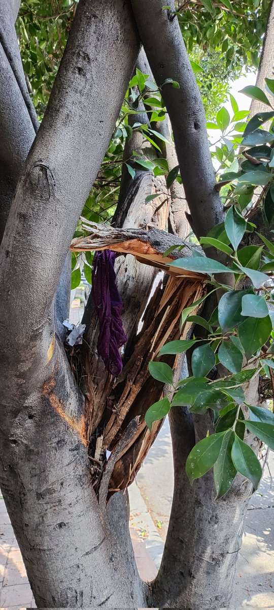 Colonia Periodista tweet media