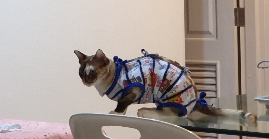 Hedhom🐈🌟 tweet media