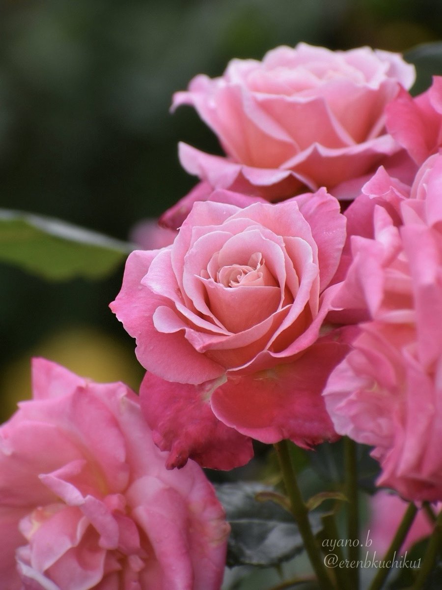 薔薇の名前('86仏/伊/西独) 薔薇の名前」 Le Nom de la Rose （1986 仏＝伊＝西独） - 事務