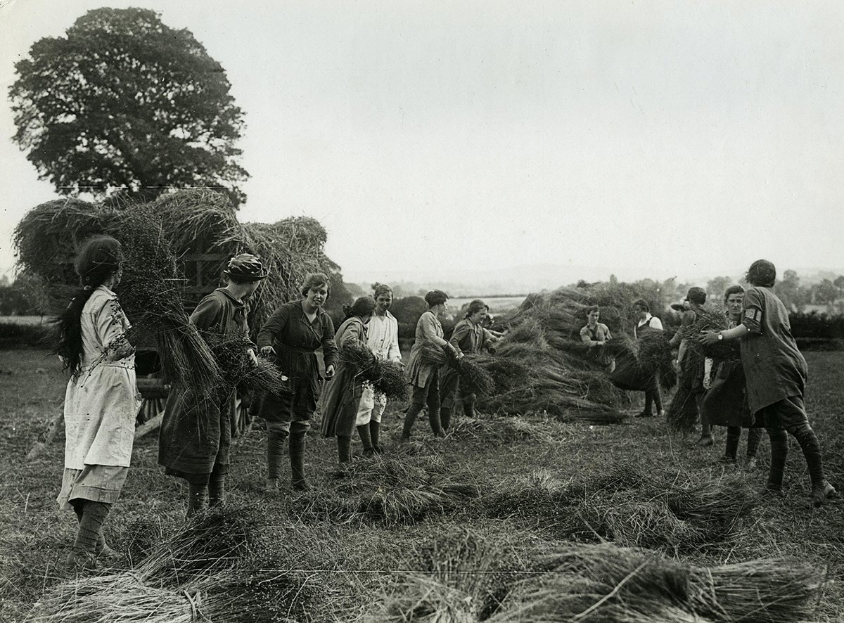 Wind Mowing the Flax. 
 
Explore this World War I British press photograph collection, capturing every aspect of World War I. 
 
DOI: dx.doi.org/10.14288/1.003…