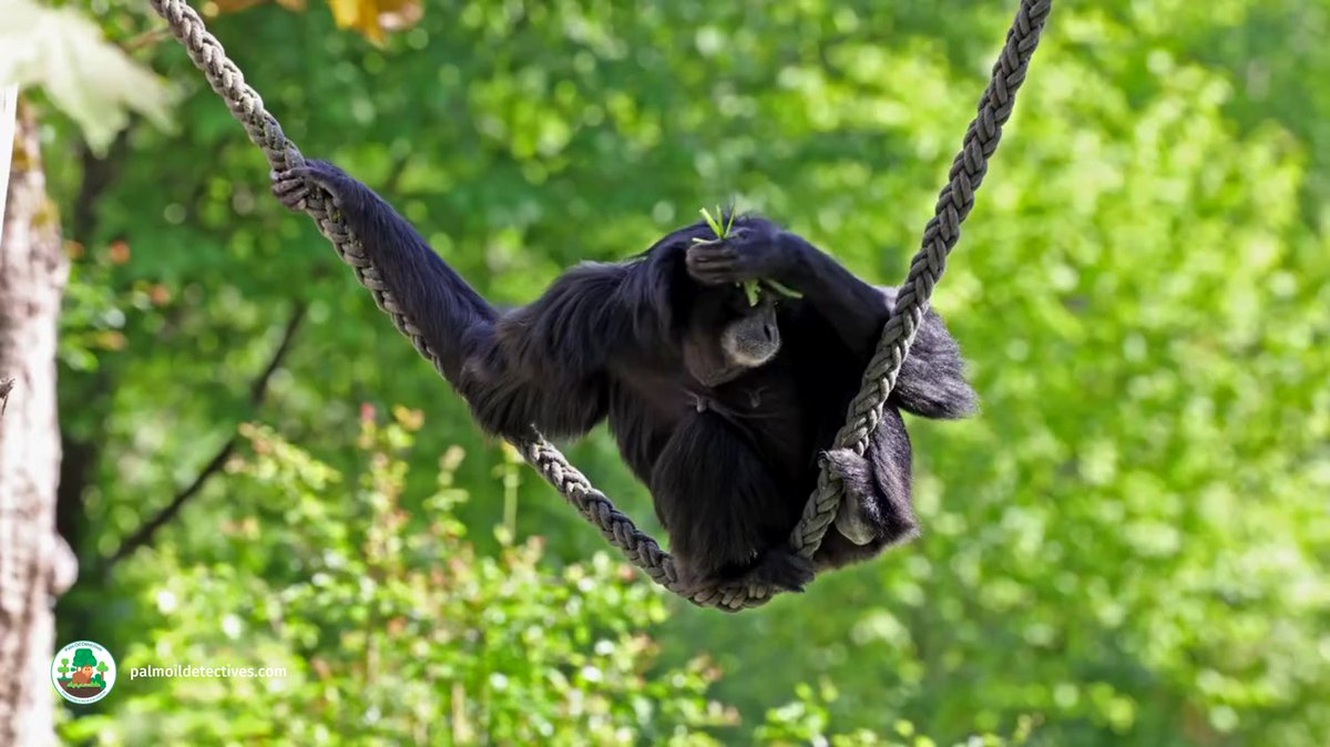 PalmOilDetect's tweet photo. #Siamangs are the biggest #gibbons and arguably the most excitable with a cacophony of jungle calls 🦍🎶 ✨🐵Threats include #palmoil #deforestation and #hunting. Fight for them when you #Boycottpalmoil 🌴🔥⛔️ @palmoildetect #Boycott4Wildlife https://t.co/AuUd8M2HJv https://t.co/vjTOJymGtf