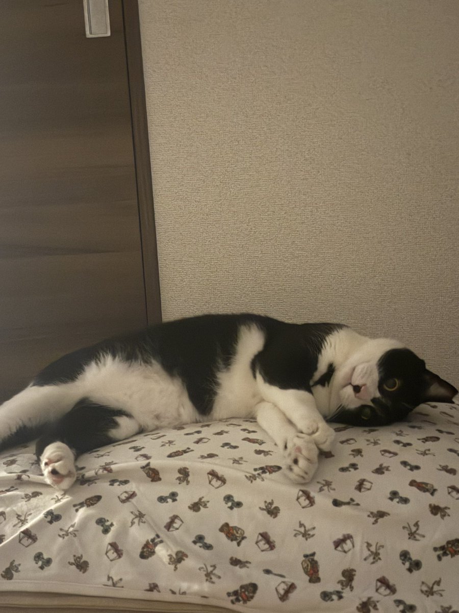 kabukinoraneko's tweet image. 東京都世田谷区。都会のど真ん中で尻尾が半分壊死した状態で保護された君はキャリアもあって、、発症させないようにストレスから君を守る。僕たちは一生懸命向き合って。家猫になって約半年の姿が今これ。順調なんじゃない?僕たち。#地域猫 #保護猫 #野良猫