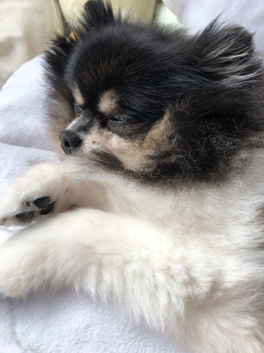 love2pome's tweet image. 雨だし寒いし、小学生組うるさいし、ママは少々バタバタ忙しいし…
ふて寝です…

#犬好きさんと繋がりたい
#犬飼いさんと繋がりたい
#ポメラニアン
