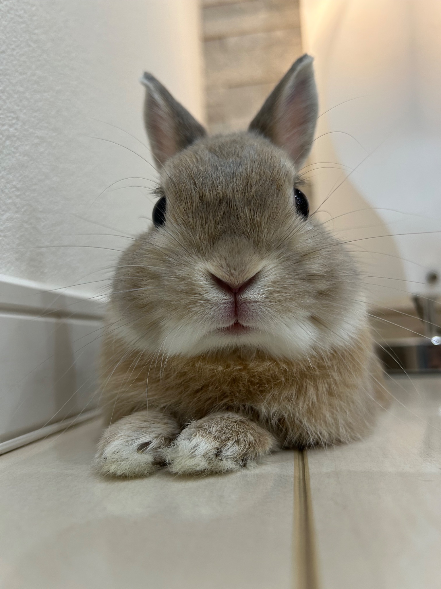 うさうさき♥3点おまとめ♥⁠◍⁠•⁠ᴗ⁠•⁠◍⁠)⁠❤ うさぎのもか on X: 
