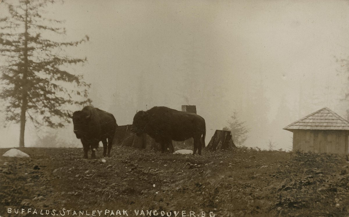 Check out this postcard of buffalo in Stanley Park from the early 1900s!
 
The Uno Langmann Family Collection of British Columbia Photographs contains thousands of postcards, some from as early as 1873. 
 
DOI: dx.doi.org/10.14288/1.036…