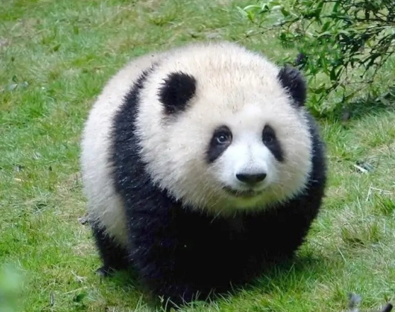 sigmajunky's tweet photo. He Hua, a famous panda from one of China's research bases just got killed and skinned for its fur by poachers  

They broke into the facility and killed the panda and people are outraged  

This should send to millions
https://t.co/kJKU9GoB6C https://t.co/rUGUQA48L0