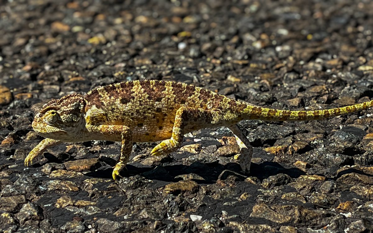 Bakın bugün kiminle tanıştım. Bir bukalemun. 16 senedir dağ taş geziyorum ilk kez denk geldi bu güzellik. Arabayı durdurdum indim birkaç pozunu cep telefonu ile çekip. Karşıya geçene kadar trafiği durdurdum. Sallana sallana geçti.😁