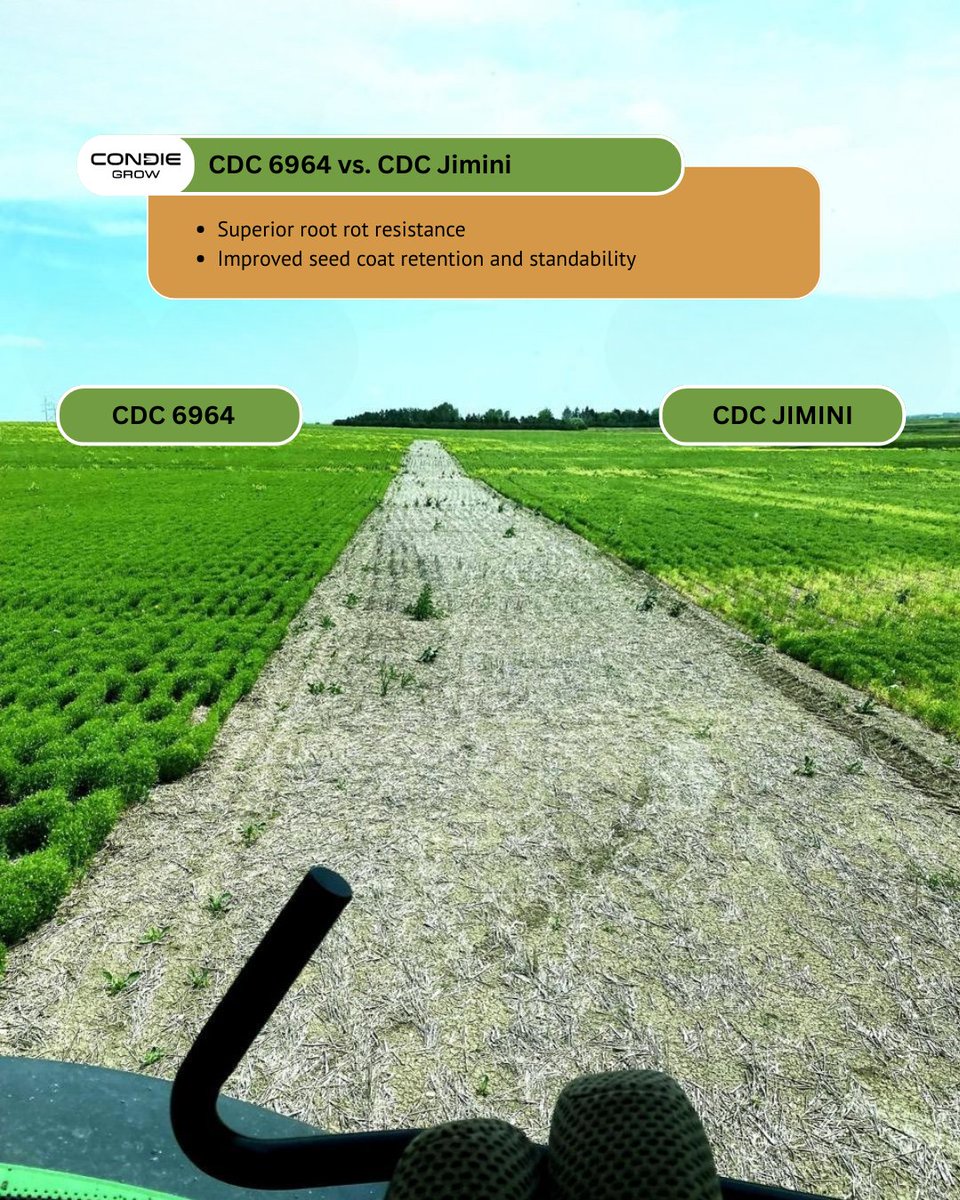 condiegenetics's tweet photo. Side-by-side in the field, the difference is clear.
CDC 6964 CL delivers on these priorities, giving producers genetics designed for both performance and profitability.
Contact us at (306)569-7333 or visit https://t.co/VQBrhxpSzT to learn more about CDC 6964 CL. https://t.co/K74WEl9aJX