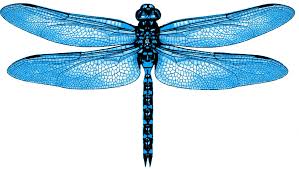 Dragonfly Capital Premium Top 10 Equal Weighted added 85.9bp on the week using 80% of capital.  YTD +11.52% dragonflycap.com/how-this-weeks…