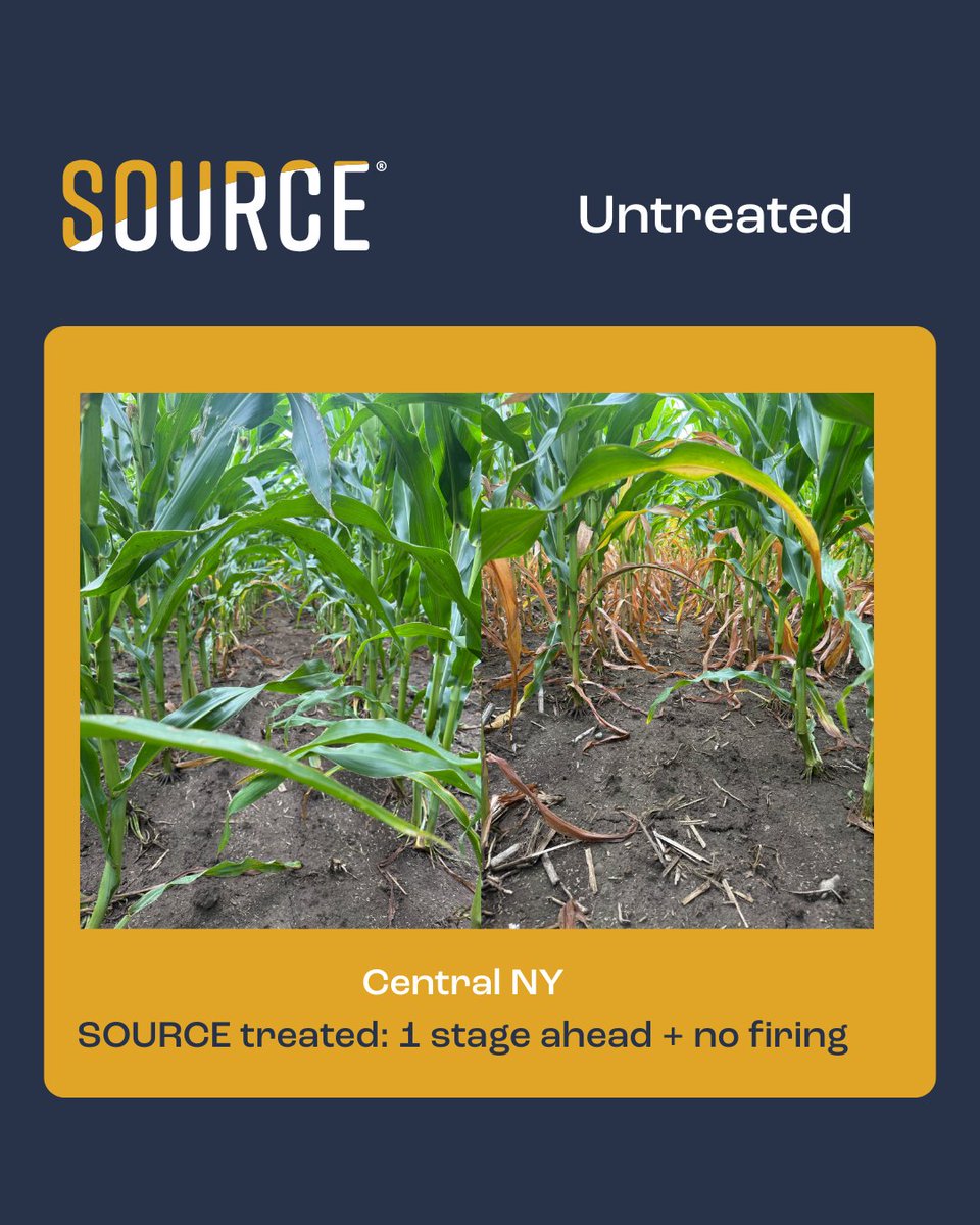 From the ground to the drone view 👀 SOURCE® treated corn = less leaf firing, stronger roots &amp; stalks, deeper kernels, and a full stage ahead. 👉 bit.ly/4fml1it #YieldBoost #AgInnovation
